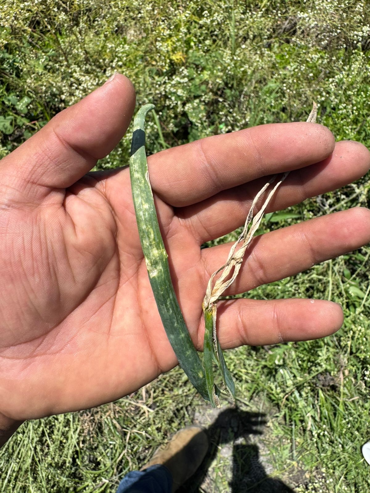 Alternaria porri en el Cultivo de Cebolla